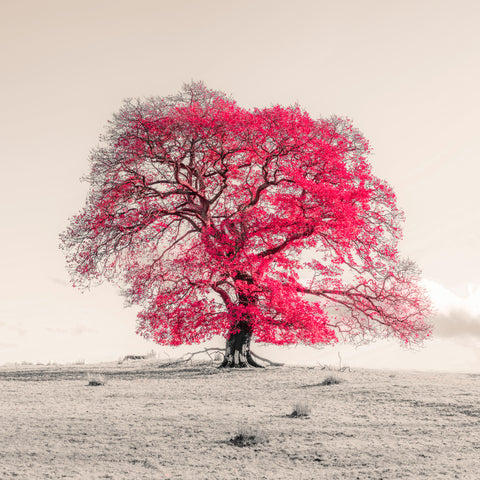 Tree on a hill, red cream - Wall Art - By Assaf Frank- Gallery Art Company