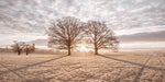 Trees in meadow - Wall Art - By Assaf Frank- Gallery Art Company