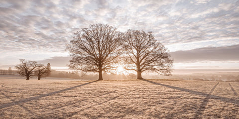 Trees in meadow - Wall Art - By Assaf Frank- Gallery Art Company