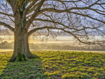 Tree in a meadow - Wall Art - By Assaf Frank- Gallery Art Company