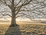 Tree in a meadow - Wall Art - By Assaf Frank- Gallery Art Company
