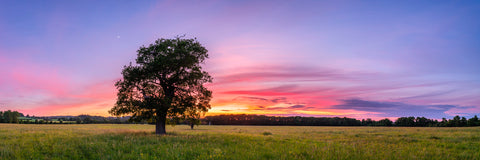 Tree at sunset - Wall Art - By Assaf Frank- Gallery Art Company