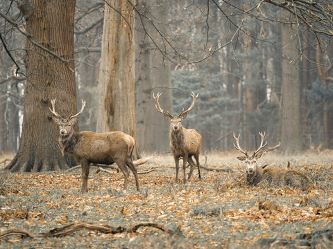 Stags in the forest - Wall Art - By Assaf Frank- Gallery Art Company