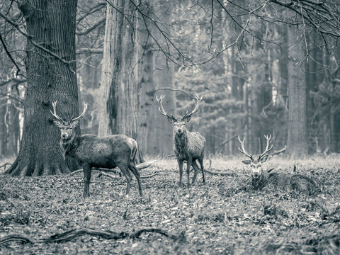 Stags in the forest - Wall Art - By Assaf Frank- Gallery Art Company