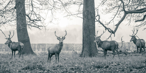 Stags in the forest - Wall Art - By Assaf Frank- Gallery Art Company