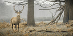 Stag in the forest - Wall Art - By Assaf Frank- Gallery Art Company
