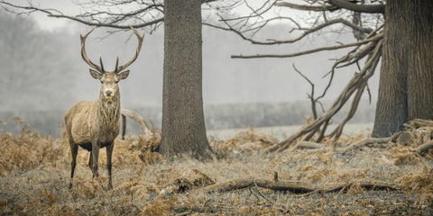 Stag in the forest - Wall Art - By Assaf Frank- Gallery Art Company
