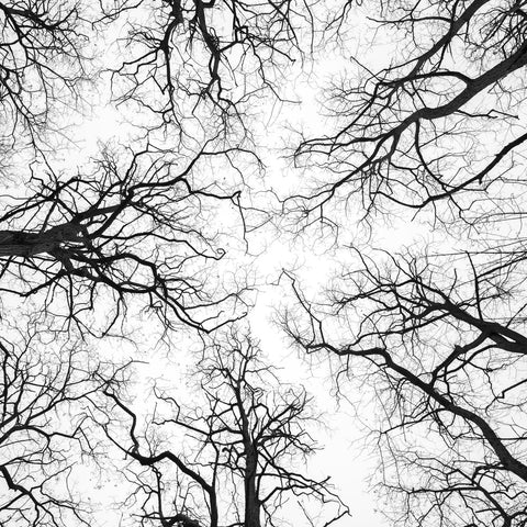 tree tops against the sky - Wall Art - By Assaf Frank- Gallery Art Company