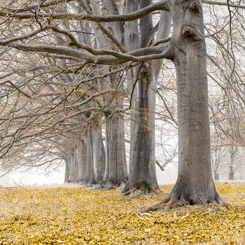 Trees in a row - Wall Art - By Assaf Frank- Gallery Art Company