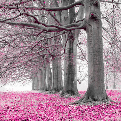 Trees in a row - Pink - Wall Art - By Assaf Frank- Gallery Art Company