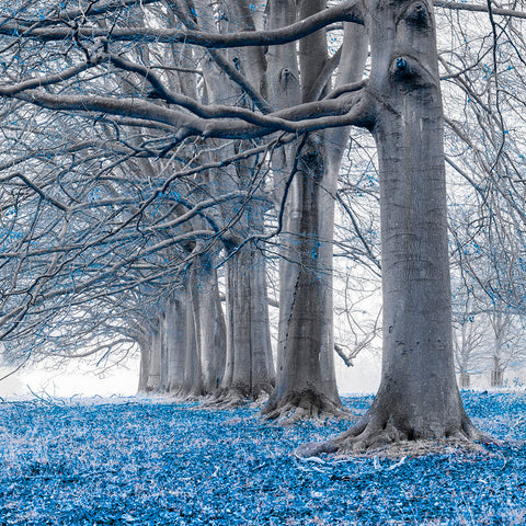 Trees in a row - Blue - Wall Art - By Assaf Frank- Gallery Art Company