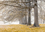 Trees in a row - Yellow - Wall Art - By Assaf Frank- Gallery Art Company