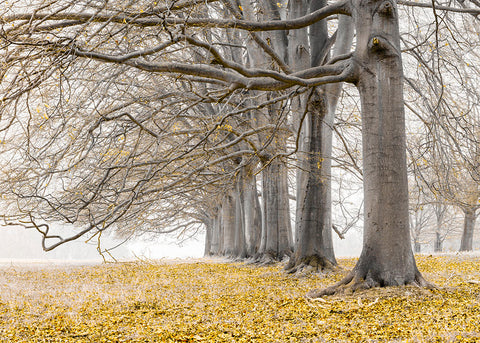 Trees in a row - Yellow - Wall Art - By Assaf Frank- Gallery Art Company