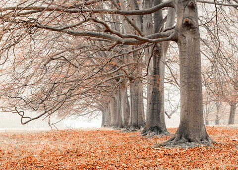 Trees in a row - Wall Art - By Assaf Frank- Gallery Art Company