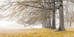 Trees in a row - Yellow - Wall Art - By Assaf Frank- Gallery Art Company