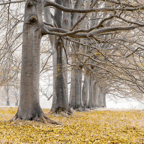Trees in a row - Yellow - Wall Art - By Assaf Frank- Gallery Art Company