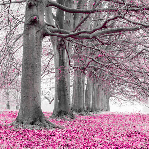 Trees in a row - Pink - Wall Art - By Assaf Frank- Gallery Art Company