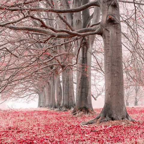 Trees in a row - Red - Wall Art - By Assaf Frank- Gallery Art Company