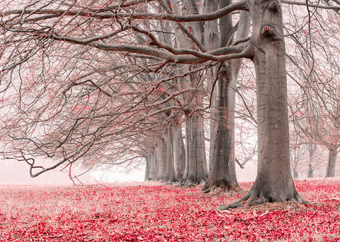 Trees in a row - Red - Wall Art - By Assaf Frank- Gallery Art Company