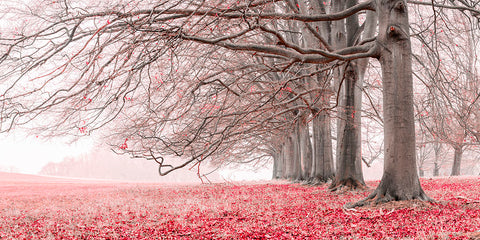 Trees in a row - Red - Wall Art - By Assaf Frank- Gallery Art Company