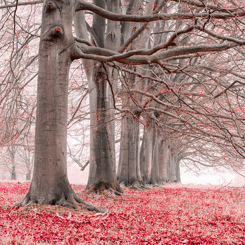 Trees in a row - Red - Wall Art - By Assaf Frank- Gallery Art Company