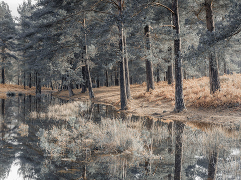 Trees by a lake - Wall Art - By Assaf Frank- Gallery Art Company