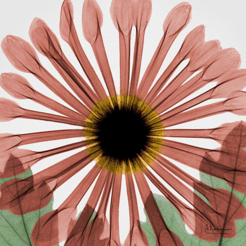Chrysanthemum in Red - Wall Art - By Koetsier, Albert- Gallery Art Company
