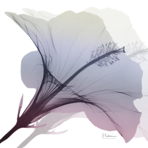 Hibiscus Pink and Grey II - Wall Art - By Koetsier, Albert- Gallery Art Company