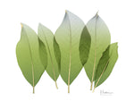 Golden Magnolia Leaf - Wall Art - By Koetsier, Albert- Gallery Art Company