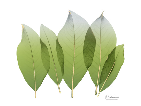 Golden Magnolia Leaf - Wall Art - By Koetsier, Albert- Gallery Art Company