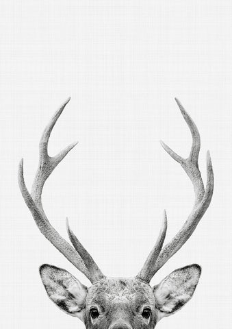 Deer Portrait Print - Wall Art - By Vivid Atelier- Gallery Art Company