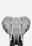 Elephant Portrait Print - Wall Art - By Vivid Atelier- Gallery Art Company