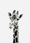 Giraffe B&W - Wall Art - By Vivid Atelier- Gallery Art Company