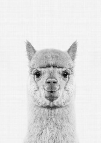 Llama Portrait Print - Wall Art - By Vivid Atelier- Gallery Art Company