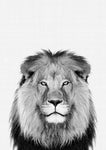 Lion Portrait Print - Wall Art - By Vivid Atelier- Gallery Art Company