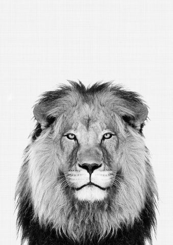 Lion Portrait Print - Wall Art - By Vivid Atelier- Gallery Art Company