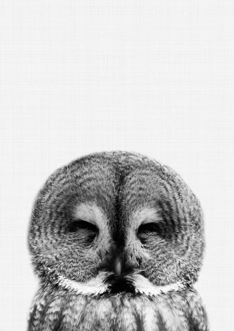 Owl Portrait 2 Print - Wall Art - By Vivid Atelier- Gallery Art Company