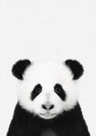 Panda Portrait - Wall Art - By Vivid Atelier- Gallery Art Company