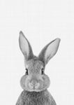 Rabbit Portrait Print - Wall Art - By Vivid Atelier- Gallery Art Company