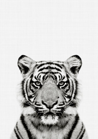 Tiger Portrait Print - Wall Art - By Vivid Atelier- Gallery Art Company