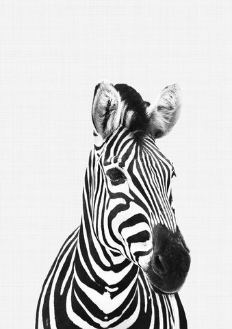 Zebra B&W - Wall Art - By Vivid Atelier- Gallery Art Company