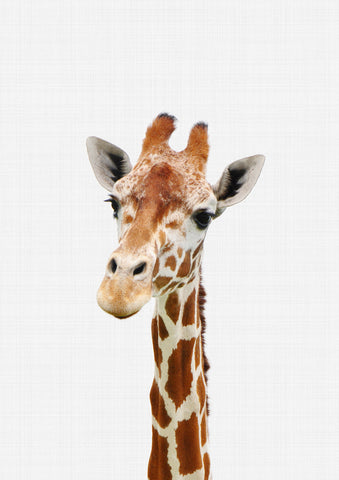 Giraffe Portrait Print - Wall Art - By Vivid Atelier- Gallery Art Company