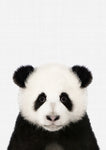 Panda - Wall Art - By Vivid Atelier- Gallery Art Company