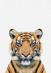 Tiger - Wall Art - By Vivid Atelier- Gallery Art Company