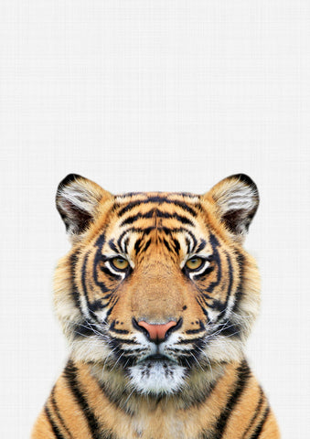 Tiger - Wall Art - By Vivid Atelier- Gallery Art Company