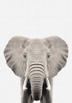 Elephant - Wall Art - By Vivid Atelier- Gallery Art Company