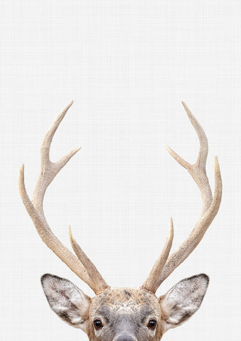 Deer Print - Wall Art - By Vivid Atelier- Gallery Art Company