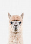 Llama Portrait Print - Wall Art - By Vivid Atelier- Gallery Art Company