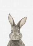 Rabbit - Wall Art - By Vivid Atelier- Gallery Art Company