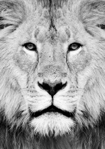 Lion Portrait Print B&W - Wall Art - By Vivid Atelier- Gallery Art Company